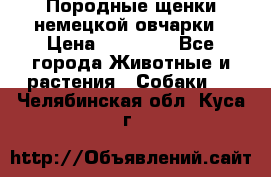 Породные щенки немецкой овчарки › Цена ­ 24 000 - Все города Животные и растения » Собаки   . Челябинская обл.,Куса г.